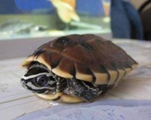 馬來食螺龜 馬來食螺龜