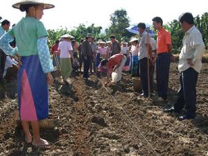 中高里自然村農村經濟-種植現場