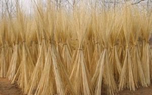 大白柳組 大白柳組