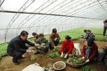 浪河鎮大棚蔬菜