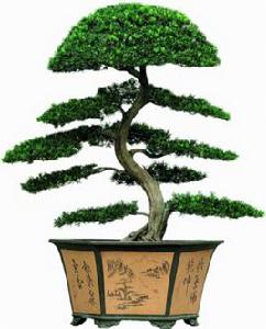 如派盆景 如派盆景