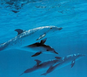 齒鯨亞目 齒鯨亞目