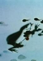 小蝌蚪找媽媽[1961年上海美術電影製片廠攝製水墨卡通片]