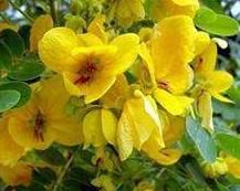 光果黃花木(變型) 光果黃花木(變型)