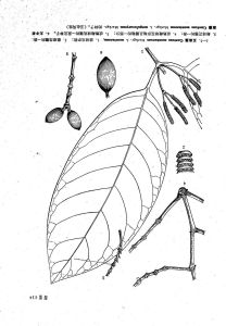 大子買麻藤（變型）