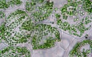 營養組織 營養組織