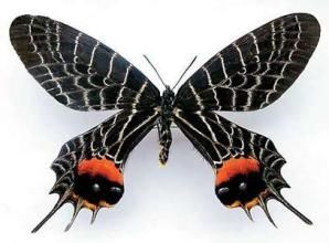 許水蚤屬 許水蚤屬