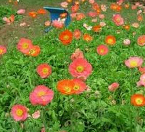 十裂葵屬 十裂葵屬