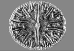 葉狀微星鼓藻 葉狀微星鼓藻