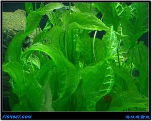 石蓴[石蓴目石蓴科植物]