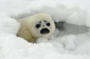 一隻環斑海豹從雪洞中探出頭來 