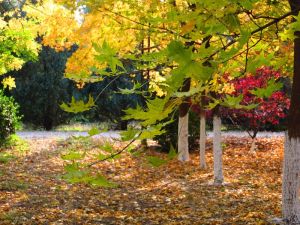 丹青圃公園 丹青圃公園
