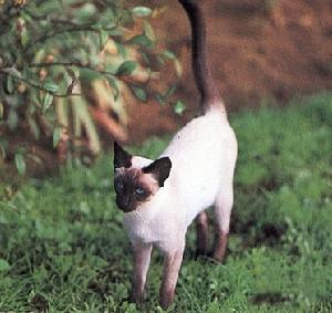 Siamese cat