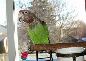 瑞氏灰頭鸚鵡 瑞氏灰頭鸚鵡