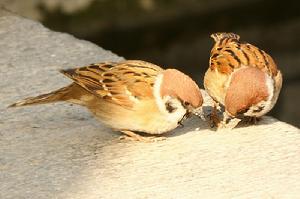 北維達雀 北維達雀