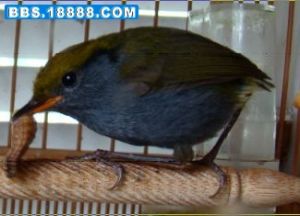 金冠地鶯 金冠地鶯