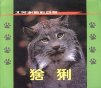 北美洲貓科動物：猞猁
