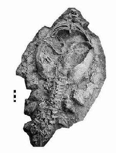 晉地甲龍 晉地甲龍