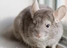 狹顱田鼠 狹顱田鼠