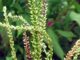 多籽車前 多籽車前