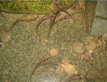 變態期的石蛙蝌蚪