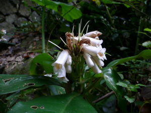 密齒降龍草 密齒降龍草