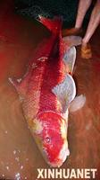 中國胭脂魚 中國胭脂魚