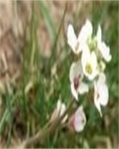 大花蚓果芥(變型) 大花蚓果芥(變型)