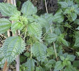 透莖冷水花[植物]