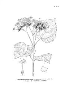 大萼臭牡丹 大萼臭牡丹