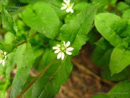 鵝腸菜[鵝腸菜]