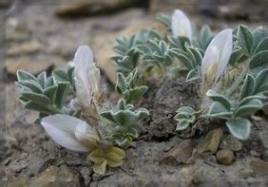 米爾克棘豆 米爾克棘豆