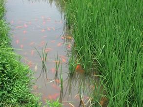 稻田養魚