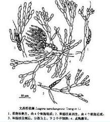 文昌粉枝藻 文昌粉枝藻