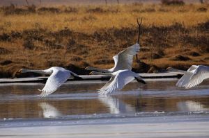 尕海自然保護區 尕海自然保護區