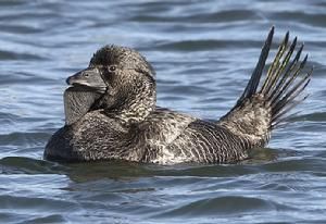 白齒鼩亞科 白齒鼩亞科
