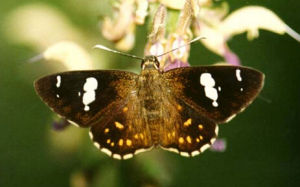 白角星弄蝶 白角星弄蝶