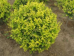 鄢陵金葉榆 鄢陵金葉榆