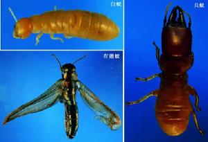 小楹白蟻 小楹白蟻