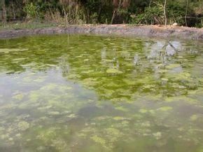 重慶水綿 重慶水綿