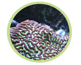 扁腦珊瑚