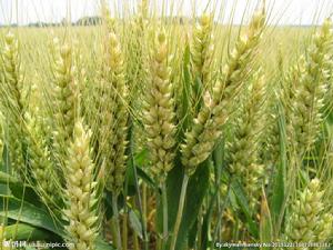 冀麥26號 冀麥26號