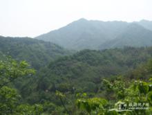 獨山風光、植物