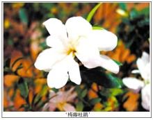 茶菊杜鵑 茶菊杜鵑