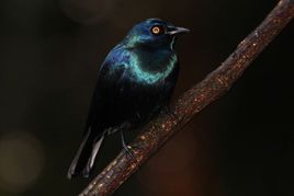 黑腹麗椋鳥 黑腹麗椋鳥