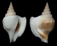 粗唇鳳凰螺 粗唇鳳凰螺