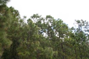 老鴉山村 老鴉山村