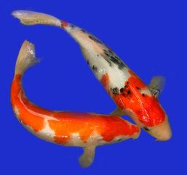 九紋龍錦鯉 九紋龍錦鯉