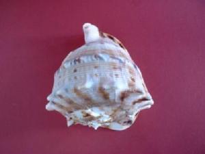 薄唐冠螺 薄唐冠螺