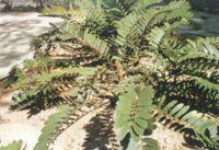 鐵樹[觀賞植物]